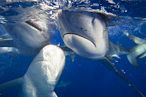 Galapagos shark (Carcharhinus galapagensis) group feeding at surface, Hawaii.