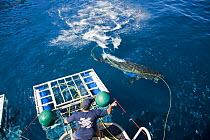 Person pointing at a Great white shark (Carcharodon carcharias) dashing for bait off the back of the "Solmar V". Guadalupe Island, Mexico, August 2007.