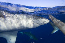 Galapagos sharks (Carcharhinus galapagensis) at the surface, Hawaii.