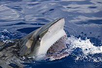 Galapagos shark (Carcharhinus galapagensis) feeding at the water surface, Hawaii.