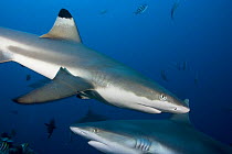 Black tip reef shark (Carcharhinus melanopterus) and grey reef sharks (Carcharhinus amblyrhynchos), Yap, Micronesia.
