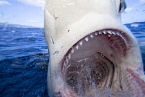 Galapagos shark (Carcharhinus galapagensis) with mouth wide open, Hawaii.