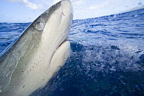 Galapagos shark (Carcharhinus galapagensis) surfacing, with nictitating membrane across it eye.  Oahu, Hawaii.