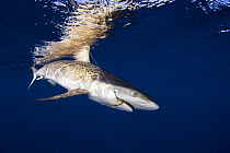 Grey reef shark (Carcharhinus amblyrhynchos) hooked with fishing line, Hawaii.