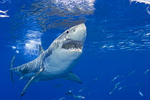 Great white shark (Carcharodon carcharias) with mouth open, just below the surface off Guadalupe Island, Mexico.