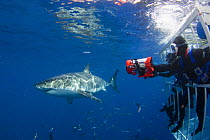 Divers in a cage photographing a great white shark (Carcharodon carcharias) just below the surface off Guadalupe Island, Mexico. August 2007.