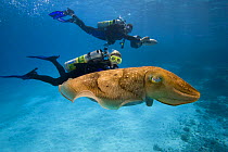 Divers on underwater scooters and a common cuttlefish (Sepia officinalis) in Palau, Micronesia, January 2005. Model released