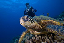 Green turtles (Chelonia mydas) with diver taking a photograph. Hawaii, April 2006. Model released