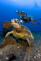 Green turtle (Chelonia mydas) on the wreck of the YO257 off Waikiki, with a diver in the background. Oahu, Hawaii. August 2007. Model released