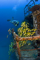 Diver and schooling bluelined / blue striped snapper (Lutjanus kasmira) on the wreck of the "Sea Tiger" off Waikiki, Oahu, Hawaii. Model released