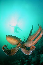 Giant Pacific octopus (Octopus dofleini) and a diver off Keystone Jetty, Whidbey Island, Washington, USA. Model released