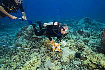 Research divers extending a transit line to begin a species count. Data from here will help to determine the health of Hawaii's reefs. Hawaii. Model released
