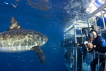 Photographers in cage get a close pass from a great white shark (Carcharodon carcharias) off Guadalupe Island, Mexico. August 2007. Model released