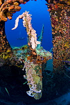 Diver swimming behind coral growing on the prop of the wrecked "Hilma Hooker," a 236 foot long cargo vessel that sunk in 1984 off Bonaire, Caribbean. June 2008. Model released