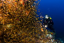 Diver (MR) with yellow pygmy sweepers (Parapriacanthus ransonneti). Komodo, Indonesia. September 2008. Model released