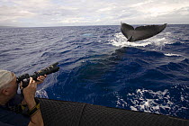 Photograher (MR) gets a close up of the tail of a humpback whale (Megaptera novaeangliae). Lahaina, Maui, Hawaii. February 2008. Model released