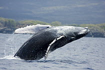 Breaching humpback whale calf (Megaptera novaeangliae) off the Big Island, Hawaii.