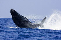 Breaching humpback whale (Megaptera novaeangliae), completely airborne, Hawaii.