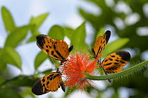 Numata longwing butterflies {Heliconius numata} feeding on flower in rainforet, Tambopata National reserve, Amazonia, Peru