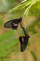 Two butterflies {Parides neophilus} mating, Tambopata National reserve, Amazonia, Peru