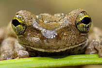 Tree frog {Hyla sp} face portrait, Tambopata National Reserve, Amazonia, Peru