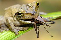 Tree frog {Hyla sp} feeding on grasshopper, Tambopata National Reserve, Amazonia, Peru