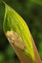 Tree frog {Hyla sp} resting in rainforest leaf, Tambopata National Reserve, Amazonia, Peru