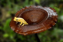 Tiny Tree frog {Hyla sp} on rim of tropical fungus, Tambopata National Reserve, Amazonia, Peru