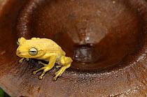 Tree frog {Hyla sp} on rim of tropical fungus, Tambopata National Reserve, Amazonia, Peru
