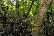Leaf frog {Phyllomedusa bicolor} climbing tree trunk in rainforest, Tambopata National Reserve, Amazonia, Peru