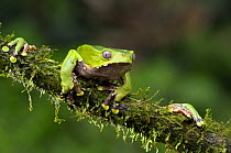 Leaf frog {Phyllomedusa bicolor} on moss covered branch in rainforest, Tambopata National Reserve, Amazonia, Peru