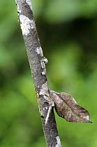Bush cricket {Typophyllum trigonum} camouflaged as leaf in rainforet, Tambopata National Reserve, Amazonia, Peru