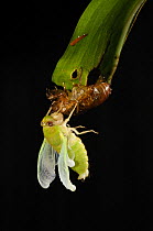 Cicada recently emerged from larval case, inflating its wings, sequence 1/5, Tambopata National Reserve, Amazonia, Peru