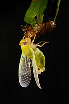 Cicada recently emerged from larval case, inflating its wings, sequence 2/5, Tambopata National Reserve, Amazonia, Peru