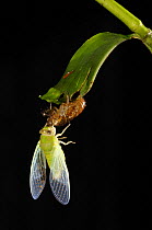Cicada recently emerged from larval case, inflating its wings, sequence 3/5, Tambopata National Reserve, Amazonia, Peru