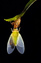 Cicada recently emerged from larval case, inflating its wings, sequence 4/5, Tambopata National Reserve, Amazonia, Peru