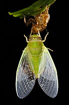 Cicada recently emerged from larval case, inflating its wings, sequence 5/5, Tambopata National Reserve, Amazonia, Peru