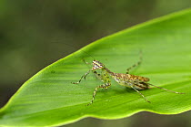 Praying mantis {Liturgusa sp} in rainforest, Tambopata National Reserve, Amazonia, Peru