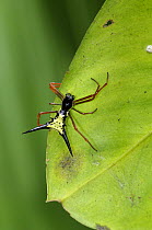 Arrow headed spider {Micrathena sp} Tambopata National Reserve, Amazonia, Peru