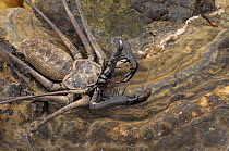 Camel spider {Solifugae} Tambopata National reserve, Amazonia, Peru
