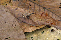 Camel spider {Solifugae} Tambopata National reserve, Amazonia, Peru
