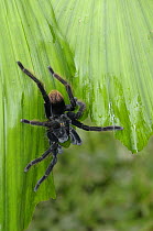 Tarantula spider {Pamphobeteus sp} Tambopata National Reserve, Amazonia, Peru