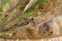 Highly venomous Brazilian wandering spider {Phoneutria sp} Tambopata National Reserve, Amazonia, Peru