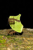 Leafcutter ant {Atta sp} carrying piece of leaf with another ant on the leaf cleaning it, Tambopata National reserve, Amazonia, Peru