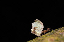 Leafcutter ant {Atta sp} carrying piece of leaf with another ant on the leaf cleaning it, Tambopata National reserve, Amazonia, Peru