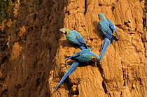 Blue and yellow macaws {Ara ararauna} feeding at dawn on clay lick, Collpa Colorado, Tambopata National reserve, Amazonia, Peru