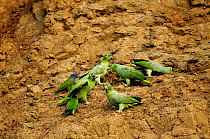 Mealy amazon parrots {Amazona farinosa} and Blue headed parrot {Pionus menstruus} feeding on clay lick at dawn, Collpa Colorado, Tambopata National Reserve, Amazonia, Peru