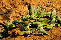 Mealy amazon parrots {Amazona farinosa} feeding on clay lick at dawn, Collpa Colorado, Tambopata National Reserve, Amazonia, Peru