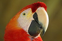 Scarlet macaw {Ara macao} portrait, Tambopata National reserve, Amazonia, Peru