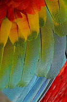 Close up of wing feathers of Scarlet macaw {Ara macao} Tambopata National reserve, Amazonia, Peru